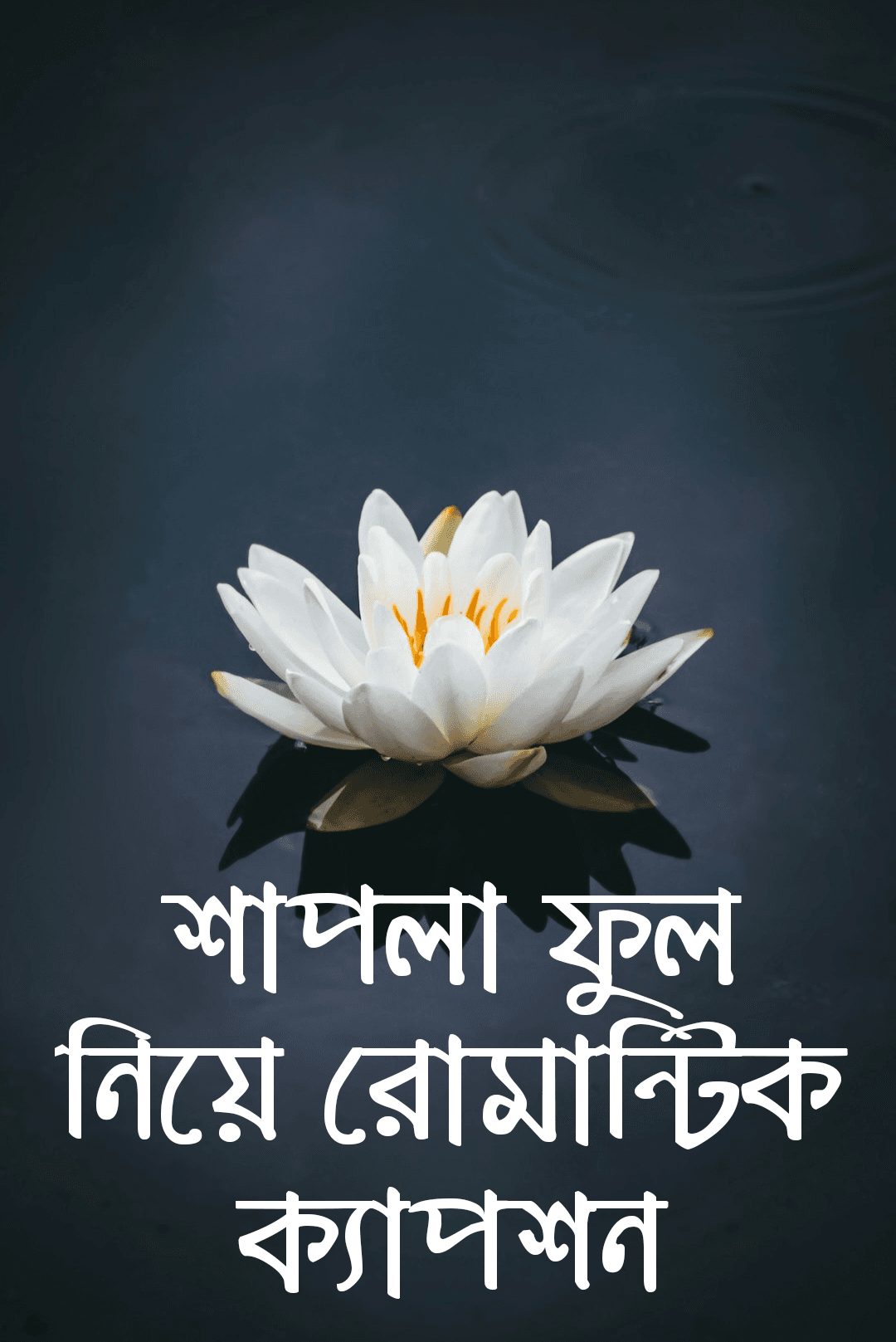 শাপলা ফুল নিয়ে রোমান্টিক ক্যাপশন,‌ ফুল নিয়ে রোমান্টিক ক্যাপশন